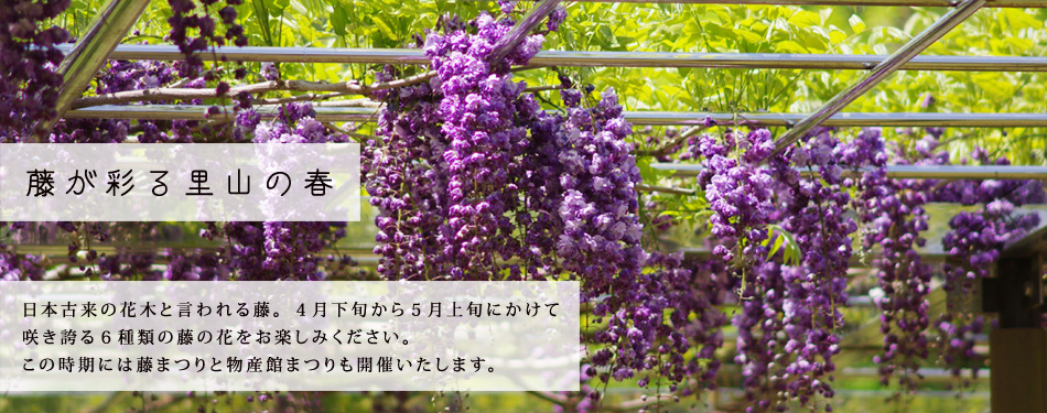 藤が彩る里山の春