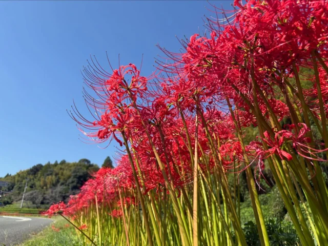 鹿央物産館ホームページ | 熊本県山鹿市鹿央町。鹿央古代の森・鹿央